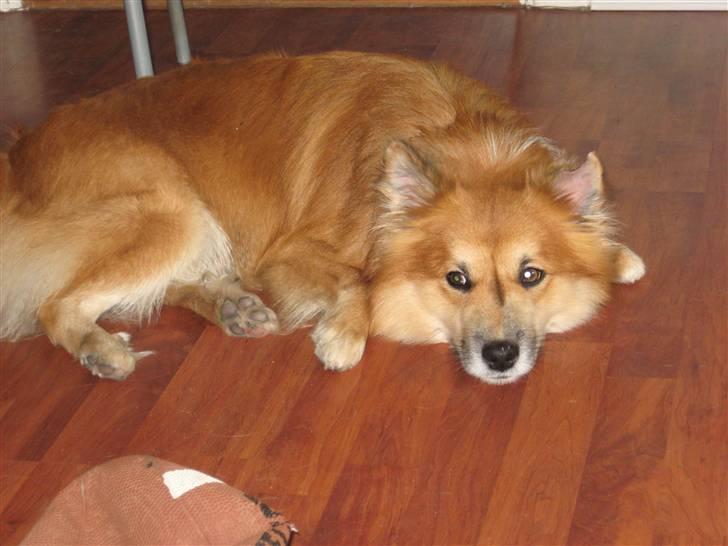 Islandsk fårehund Bassi - I oktober fik Bassi bidt et stykke af sit venstre øre af, snøft! Dyrelægen mente at hullet måske ville blive dækket godt af hans pels og kommende arvæv. Det håber vi! billede 15