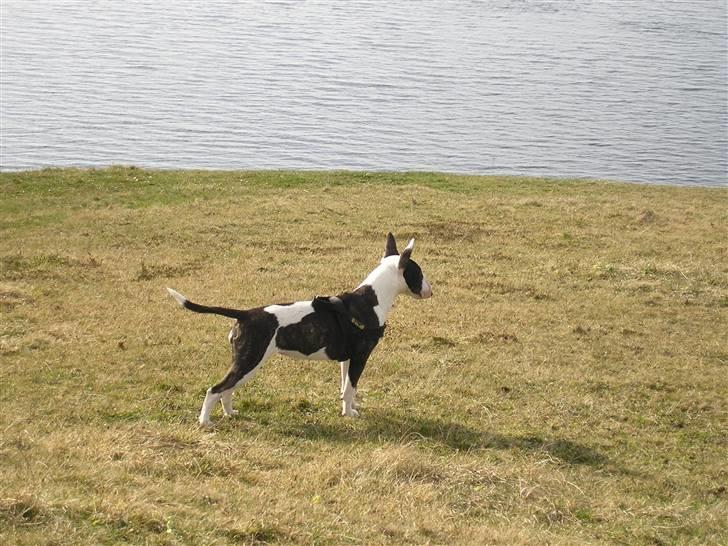 Bullterrier Karma billede 2