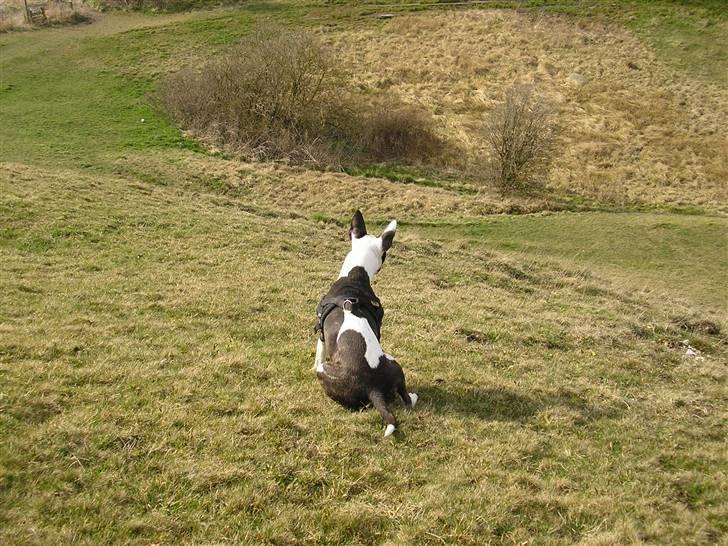 Bullterrier Karma billede 3