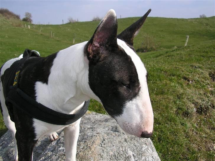 Bullterrier Karma billede 4