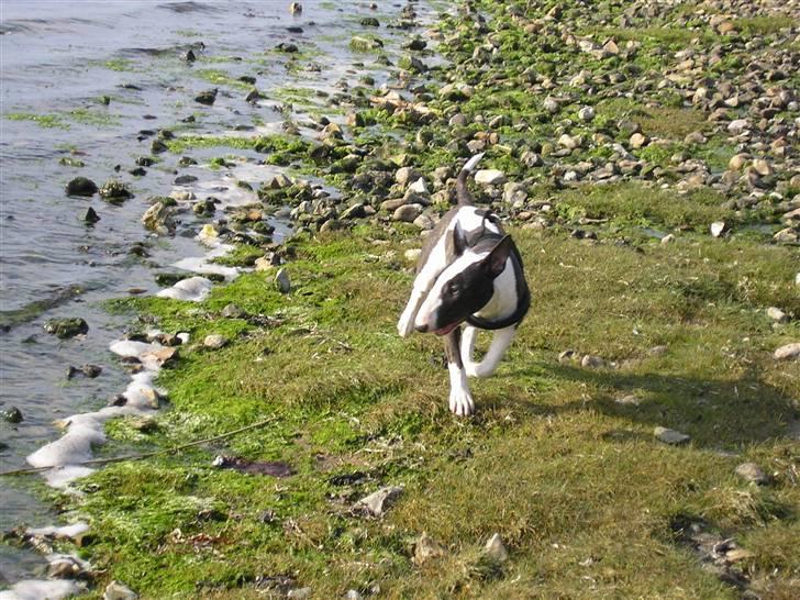 Bullterrier Karma billede 5