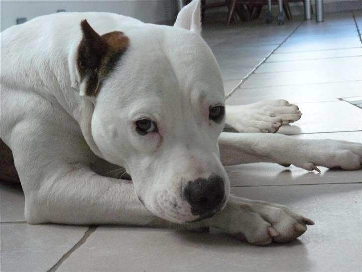 Amerikansk staffordshire terrier Fendi - er så træt billede 10