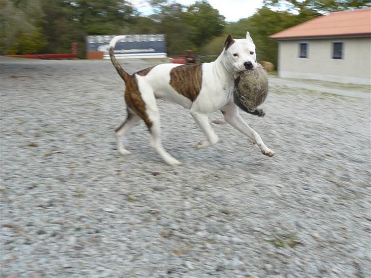 Amerikansk staffordshire terrier Fendi - fang mig hvis i kan billede 11
