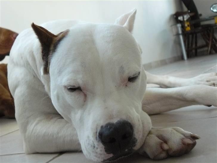 Amerikansk staffordshire terrier Fendi - kan altså ikke holde mig vågen mere billede 12