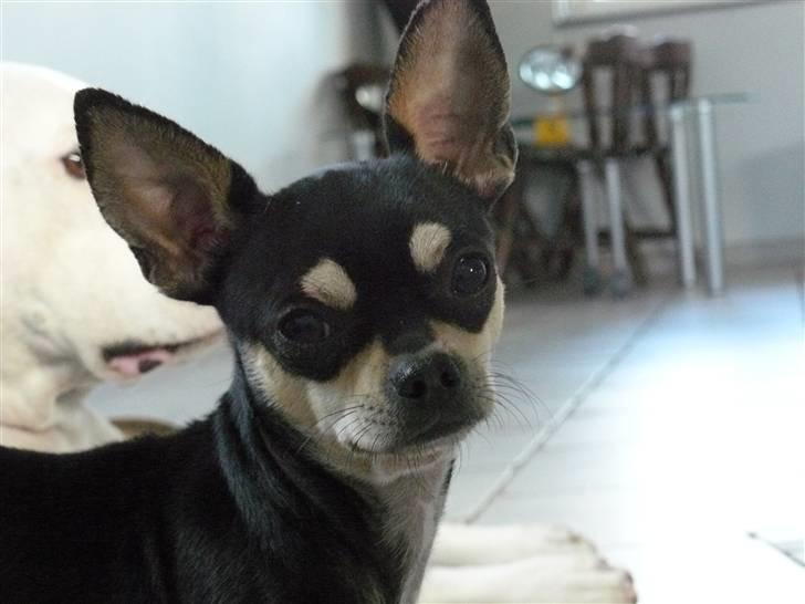 Chihuahua Charlie billede 10