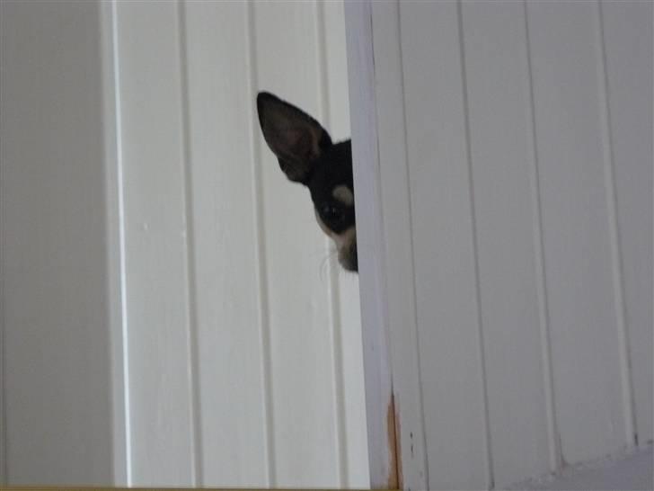 Chihuahua Charlie - i kan ikke se mig billede 11