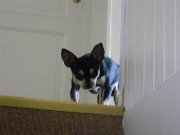 Chihuahua Charlie - hvem der ?? billede 12