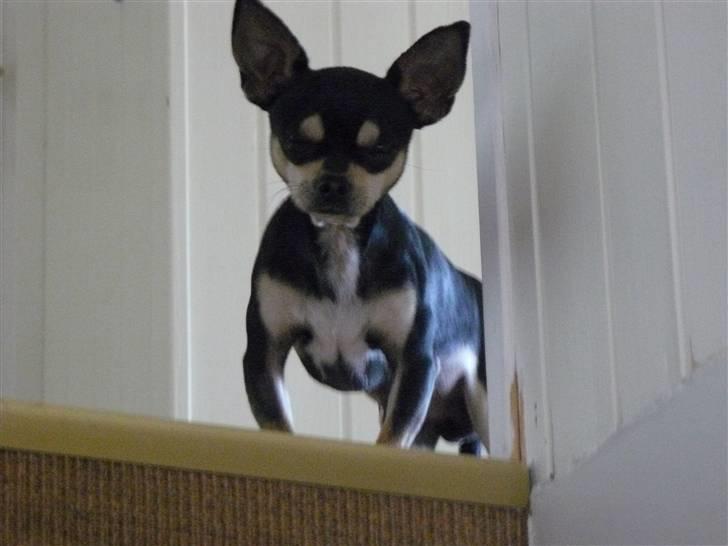 Chihuahua Charlie - bare dig mor =) billede 13