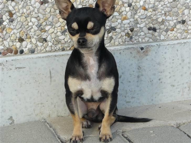 Chihuahua Charlie billede 14