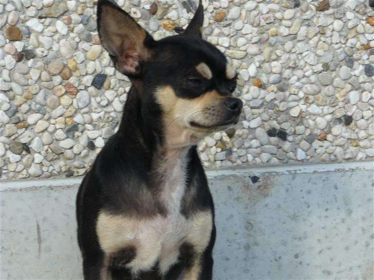 Chihuahua Charlie billede 15