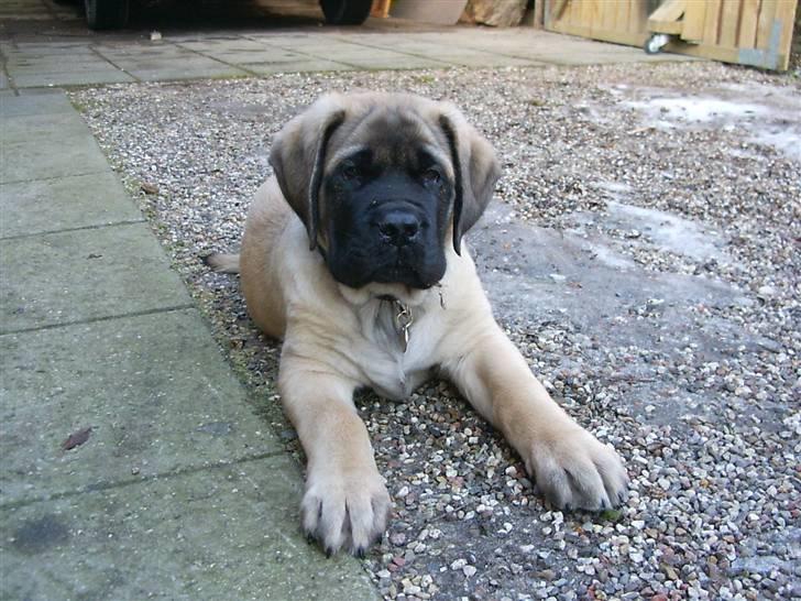 Mastiff zondors amazing luffe billede 14