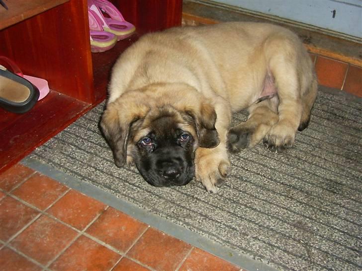 Mastiff zondors amazing luffe billede 15