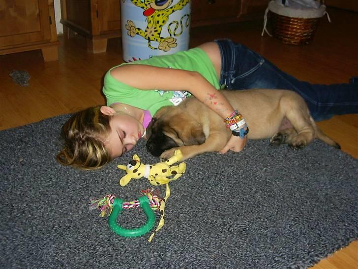 Mastiff zondors amazing luffe - sovetid... billede 16