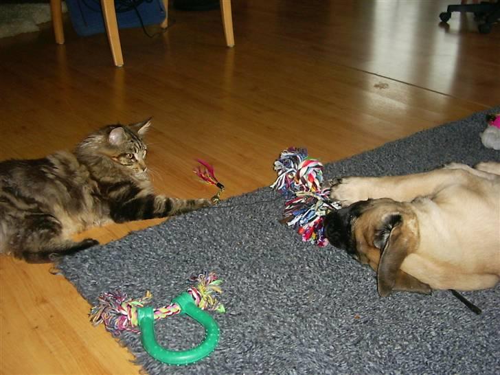 Mastiff zondors amazing luffe - skal vi lege ?? billede 17