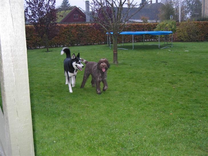 Siberian husky Aslan - har fået weekent besøg af valte  billede 14