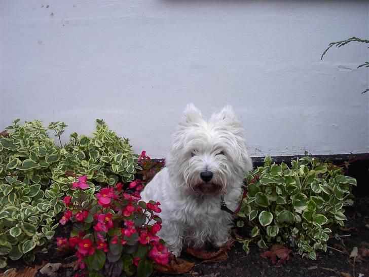 West highland white terrier chicka billede 12