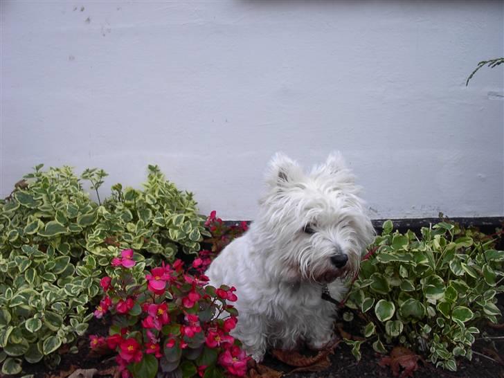 West highland white terrier chicka billede 13