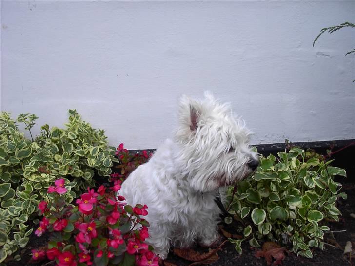 West highland white terrier chicka billede 14