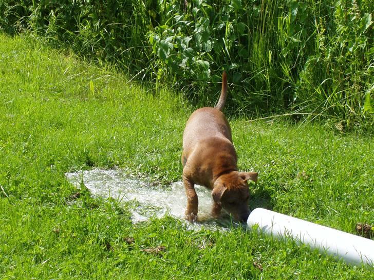 Staffordshire bull terrier Angelicstaffs little Fiji billede 16