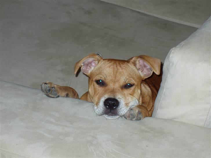 Staffordshire bull terrier Angelicstaffs little Fiji billede 17