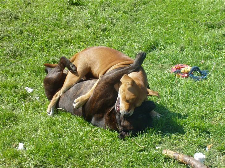 Staffordshire bull terrier Angelicstaffs little Fiji billede 18