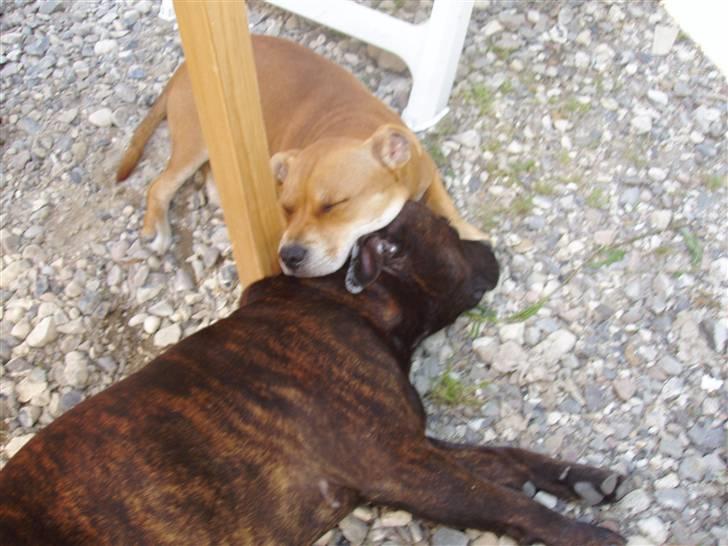 Staffordshire bull terrier Angelicstaffs little Fiji billede 19