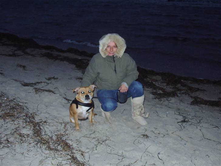 Staffordshire bull terrier Angelicstaffs little Fiji billede 20