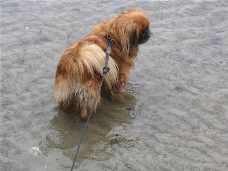 Pekingeser Pjevs - pjevs ved stranden billede 12