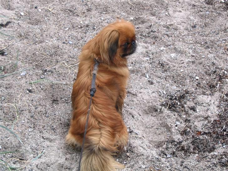 Pekingeser Pjevs - pjevs i sandet billede 13