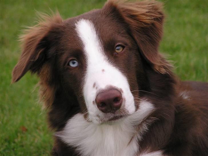 Border collie Asasara Du Er Prima - 7 mdr. gammel, og ved at få lidt fylde billede 10