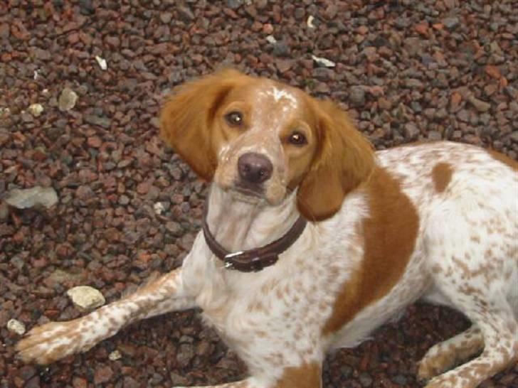 Breton tøsen - er hun ikke bare dejlig??? billede 1