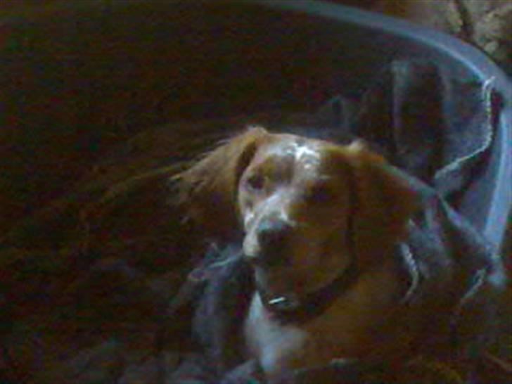 Breton tøsen billede 2