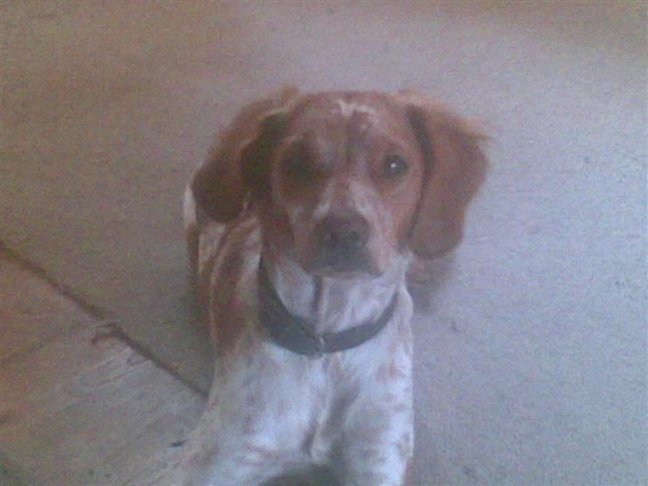 Breton tøsen billede 3