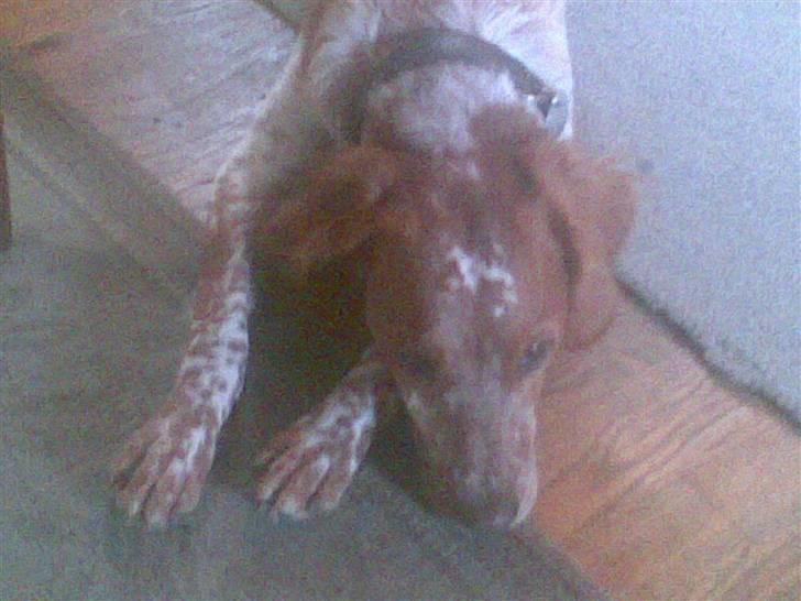 Breton tøsen billede 4