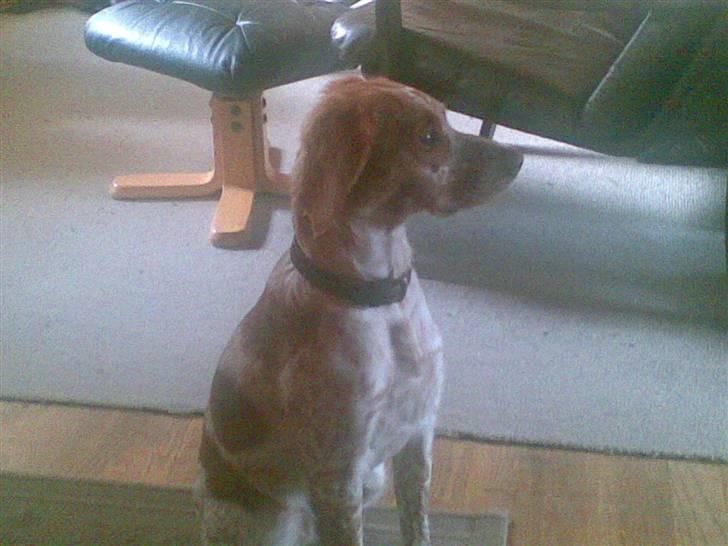 Breton tøsen billede 5