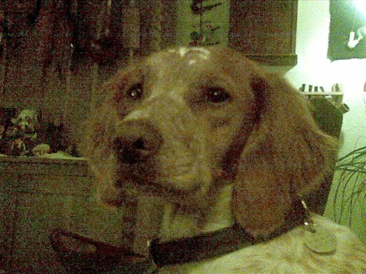 Breton tøsen billede 6