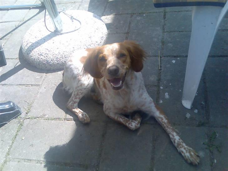 Breton tøsen billede 7