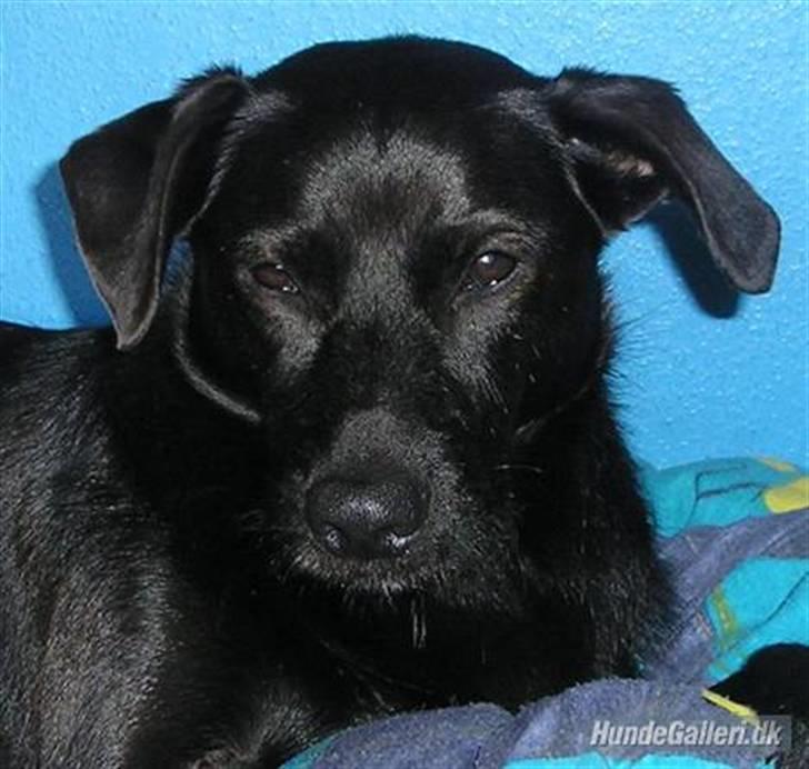 Blanding af racer Sigurd RIP - Er jeg ikke nuttet : )  billede 1