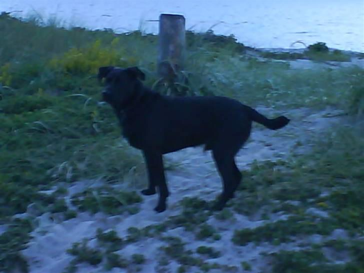 Blanding af racer Sigurd RIP - tur ved vandet igen :D billede 2