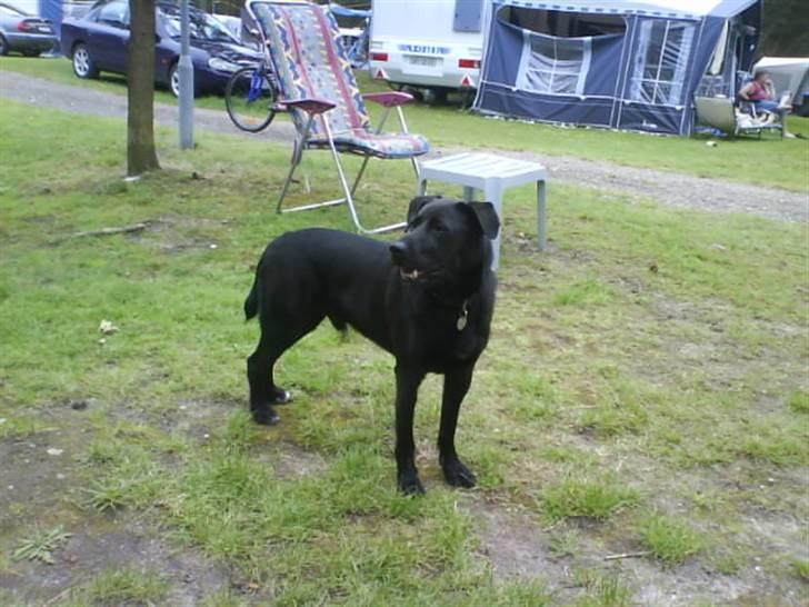 Blanding af racer Sigurd RIP - camping tur elsker jeg billede 3