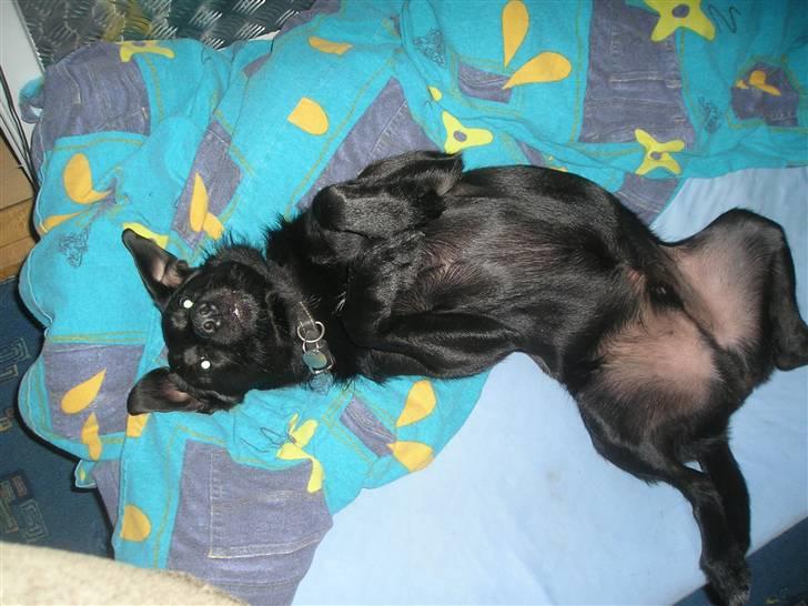 Blanding af racer Sigurd RIP - Godmorgen billede 4