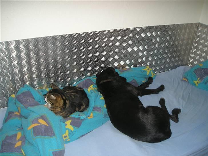 Blanding af racer Sigurd RIP - Så der dømt afslapning blandt hund og kat billede 5