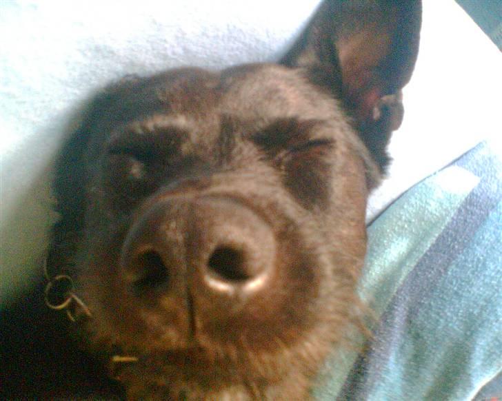 Blanding af racer Sigurd RIP - Han ser slet ikke dum ud vel ? billede 6