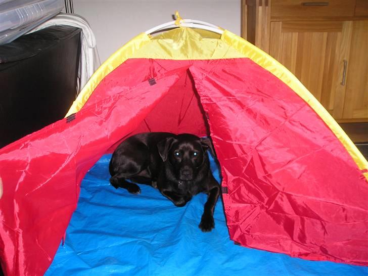 Blanding af racer Sigurd RIP - Kuk kuk billede 7