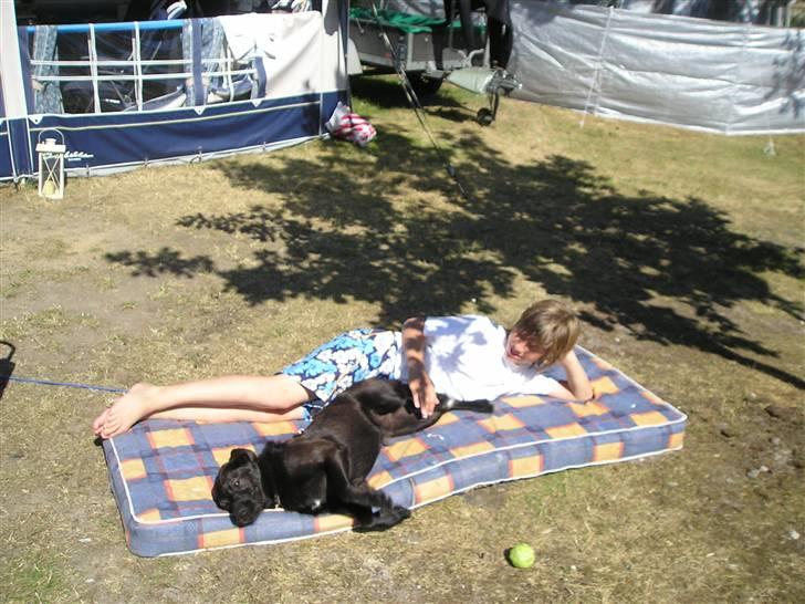 Blanding af racer Sigurd RIP - så ligger vi lige og tar sol sammen med kim :D billede 8