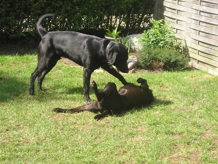 Blanding af racer Sigurd RIP - så slåser han lige med en af sine bedste venner . mugtu . billede 9