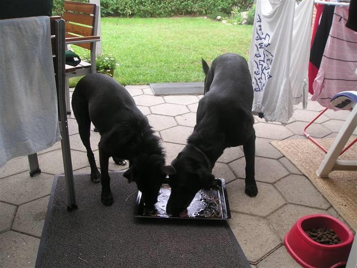 Blanding af racer Sigurd RIP - 3 2 1 . SPIIS billede 10