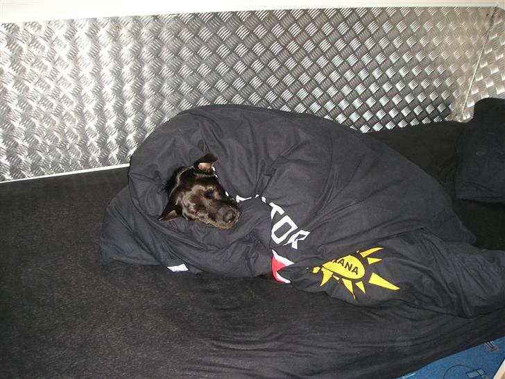 Blanding af racer Sigurd RIP - Arh dejlig varmt billede 11