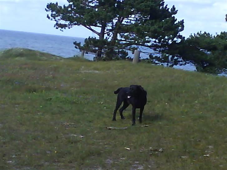Blanding af racer Sigurd RIP - elsker at gå ture ved vandet billede 12