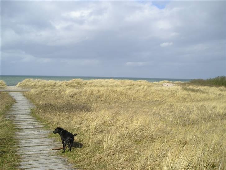 Blanding af racer Sigurd RIP - jubii vi skal til vandet . billede 13
